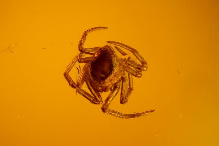 Fossil Spider (Araneae) in Baltic Amber #128352